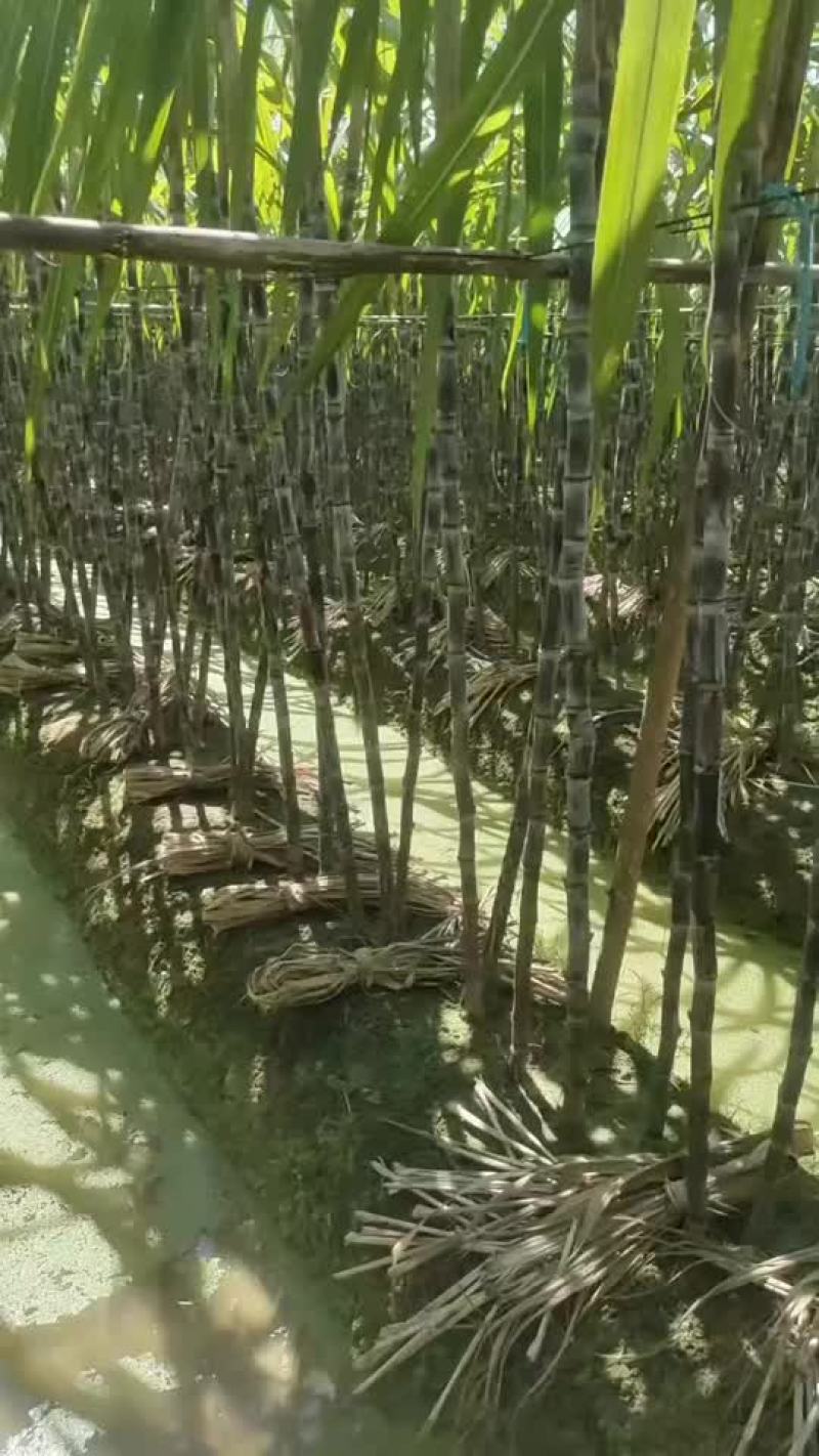 特亮甘庶，清甜爽口，欢迎各界老板前来订购