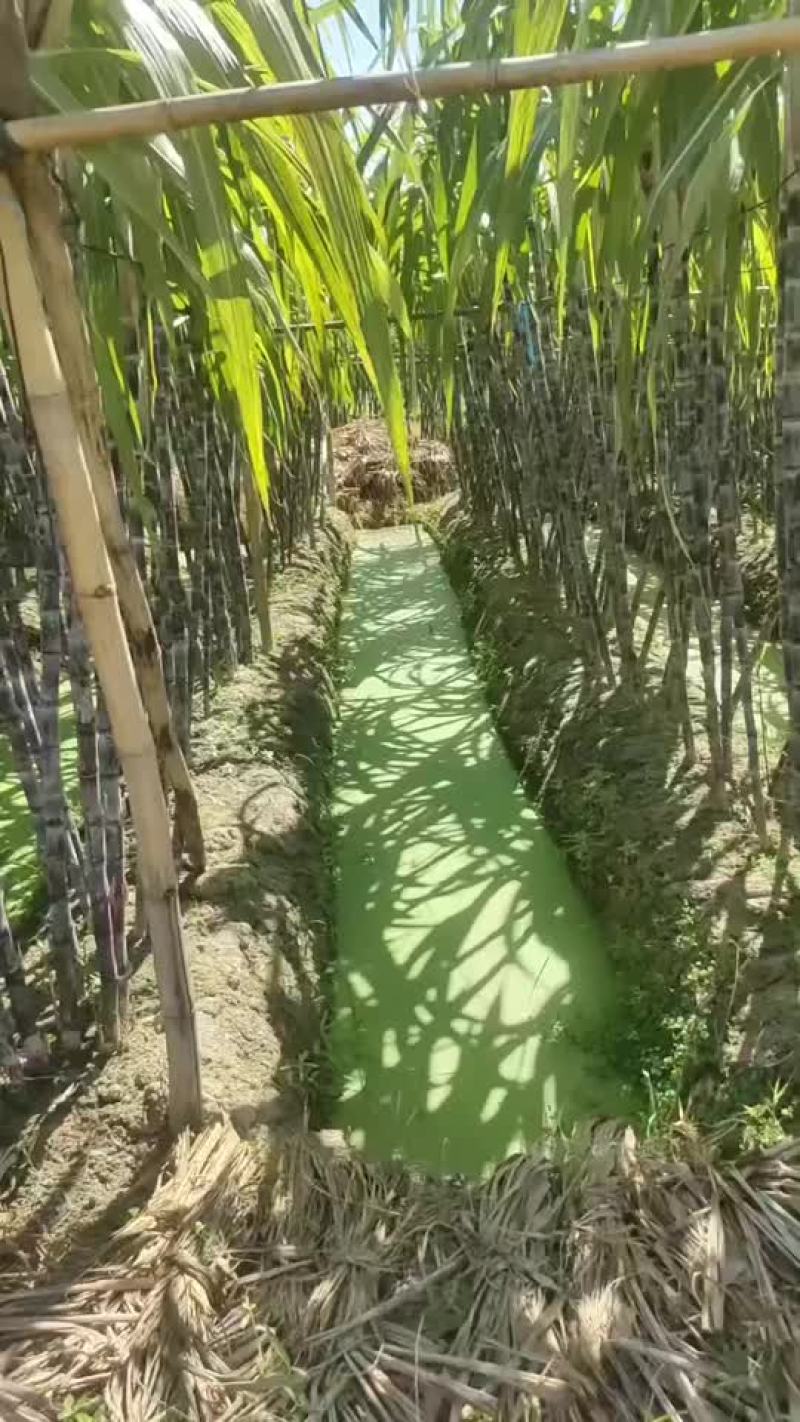 特亮甘庶，清甜爽口，欢迎各界老板前来订购