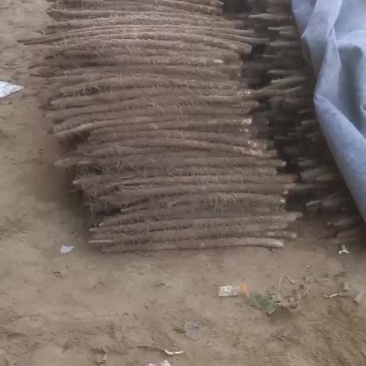 精品棒药