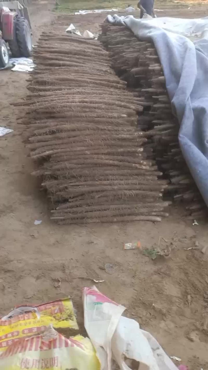 精品棒药