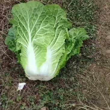 白菜白菜