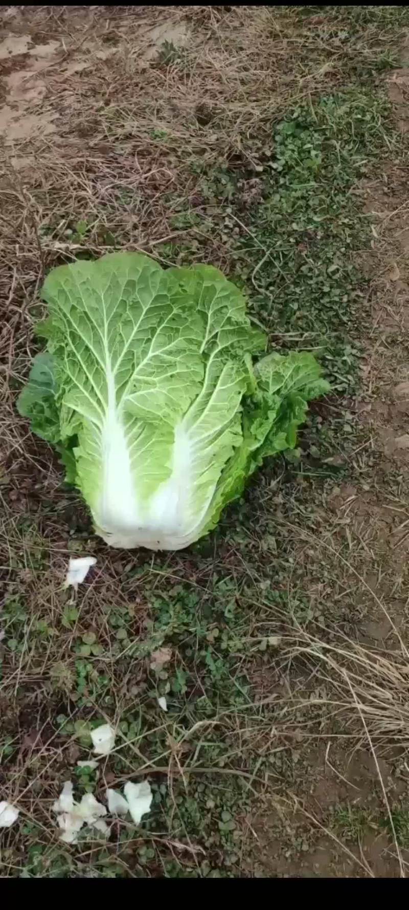 白菜白菜