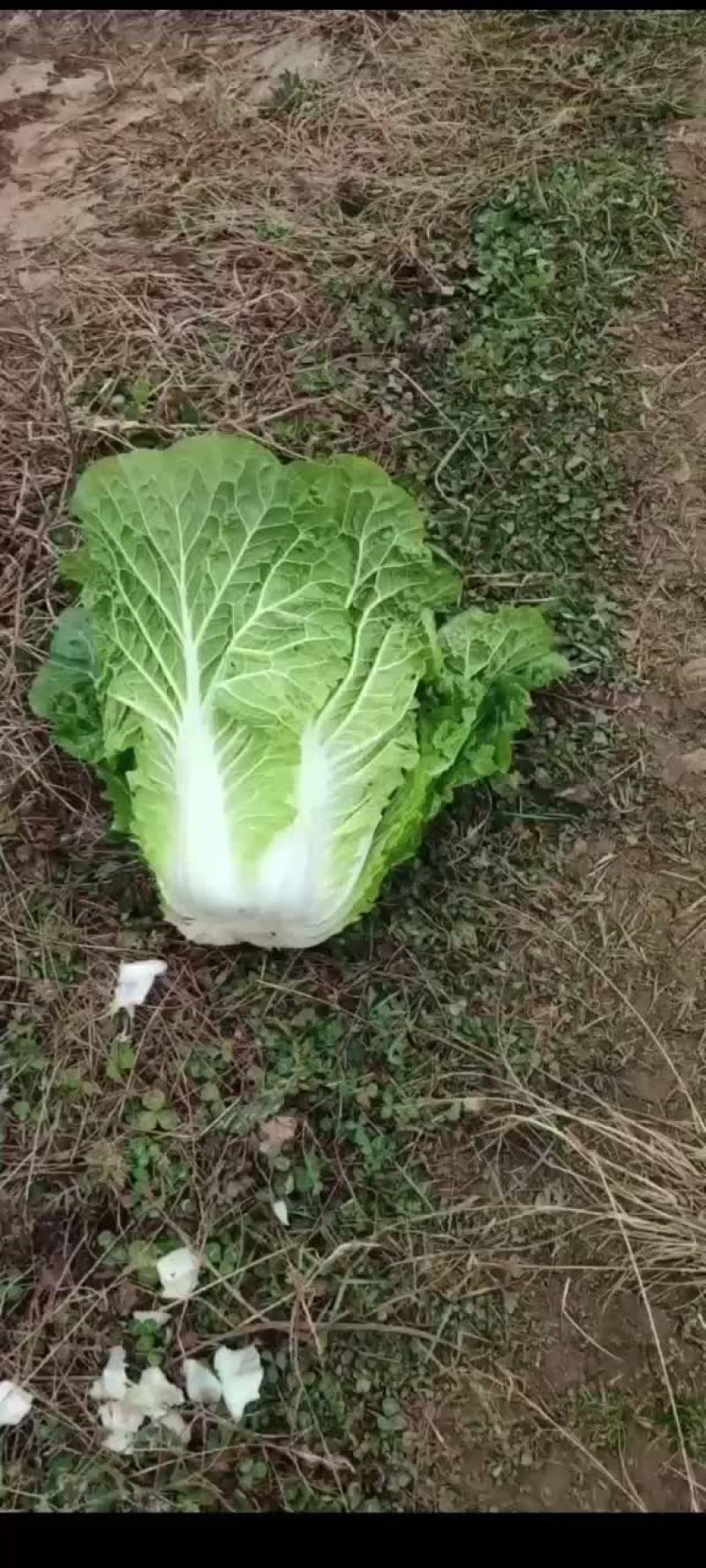 白菜白菜