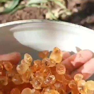 长期有货一手货源各种桃胶