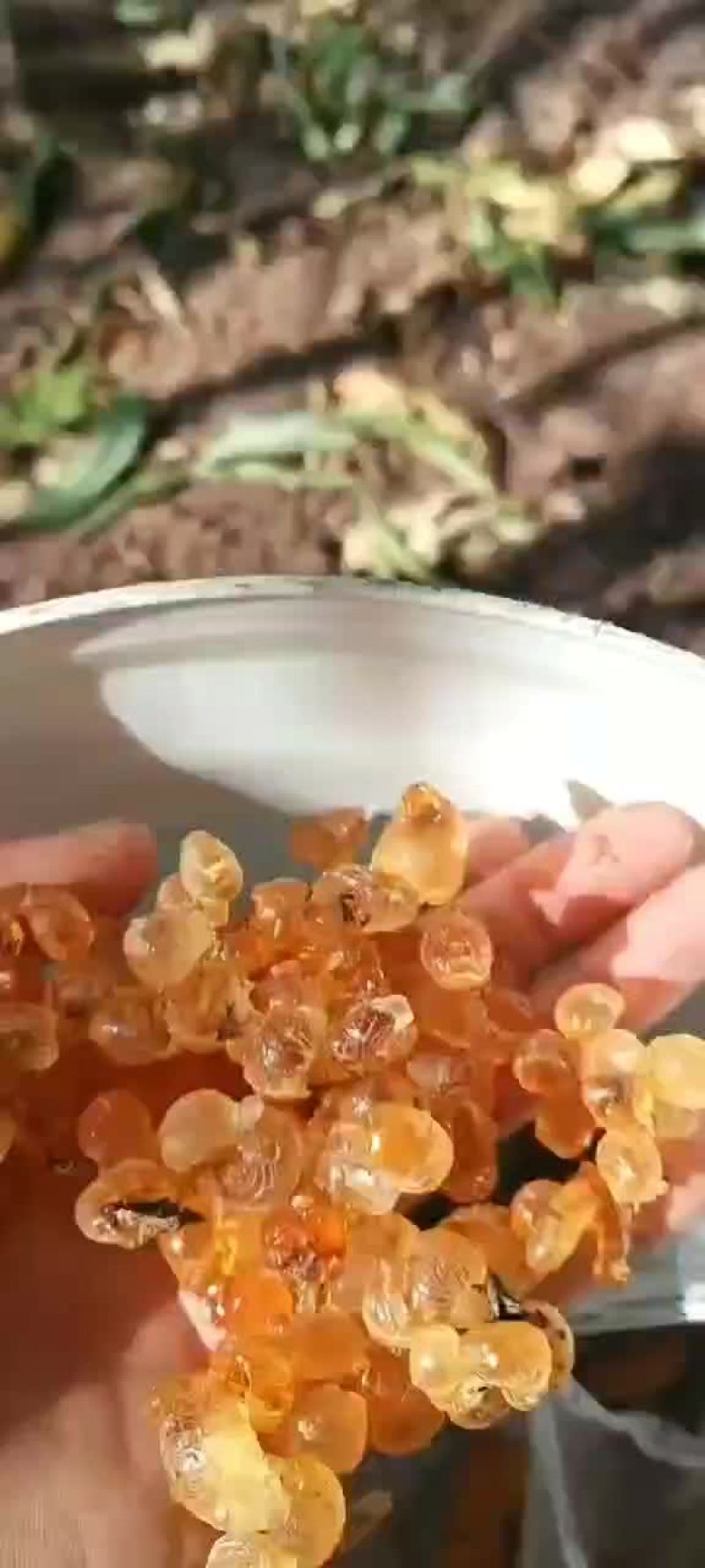 长期有货一手货源各种桃胶