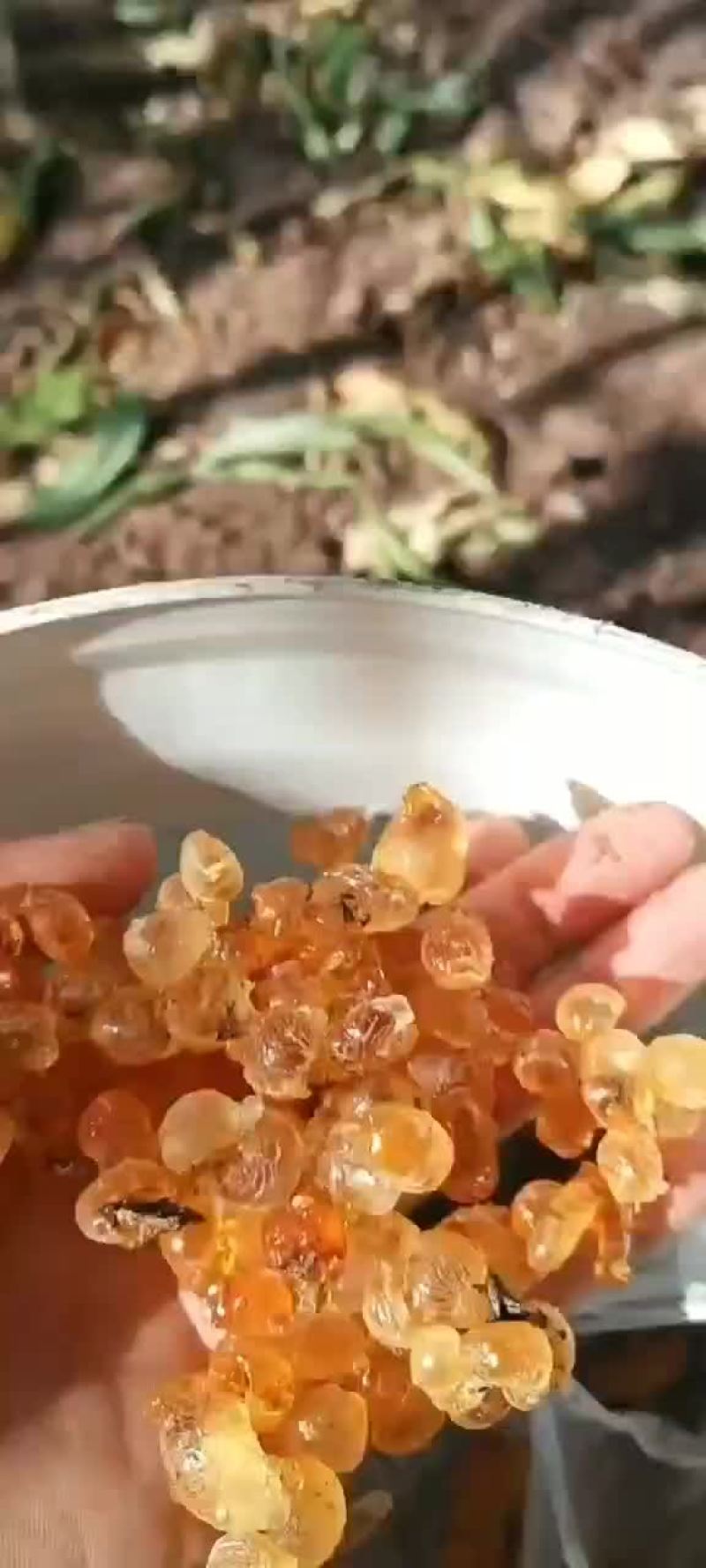 长期有货一手货源各种桃胶