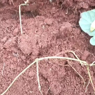 里庄地瓜