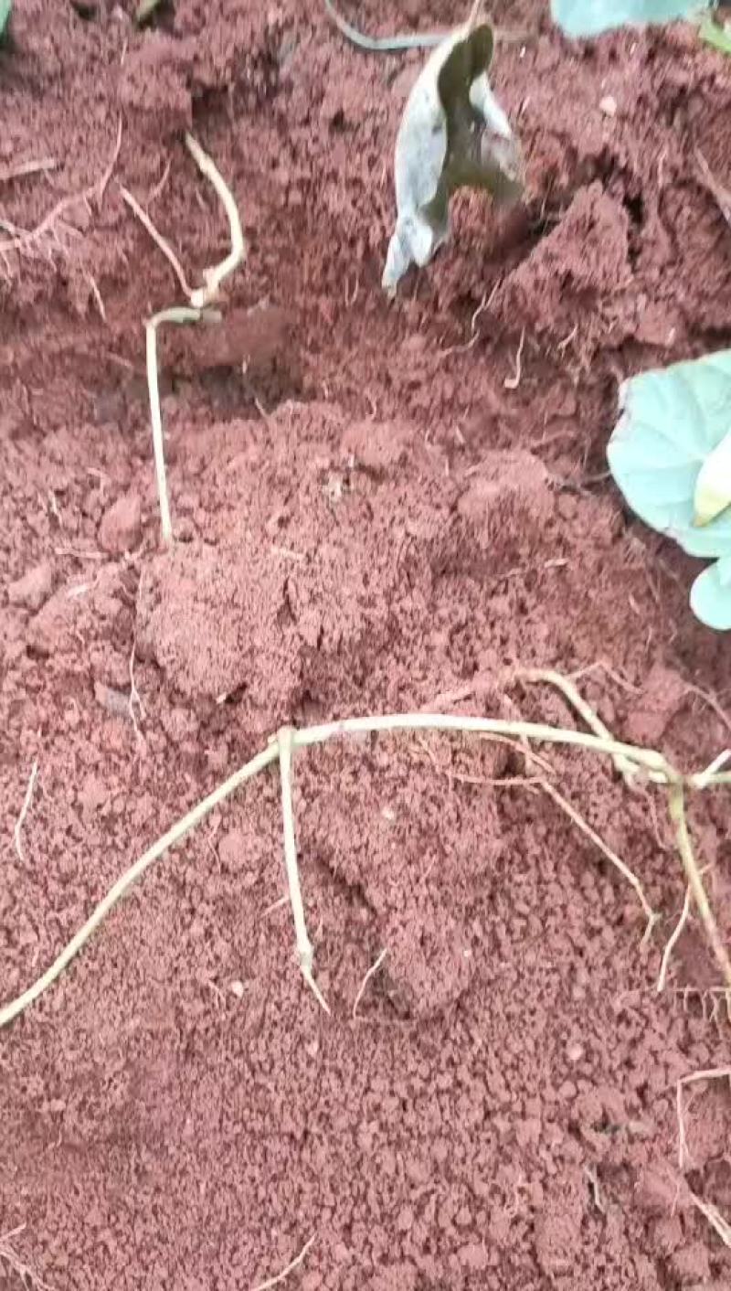 里庄地瓜