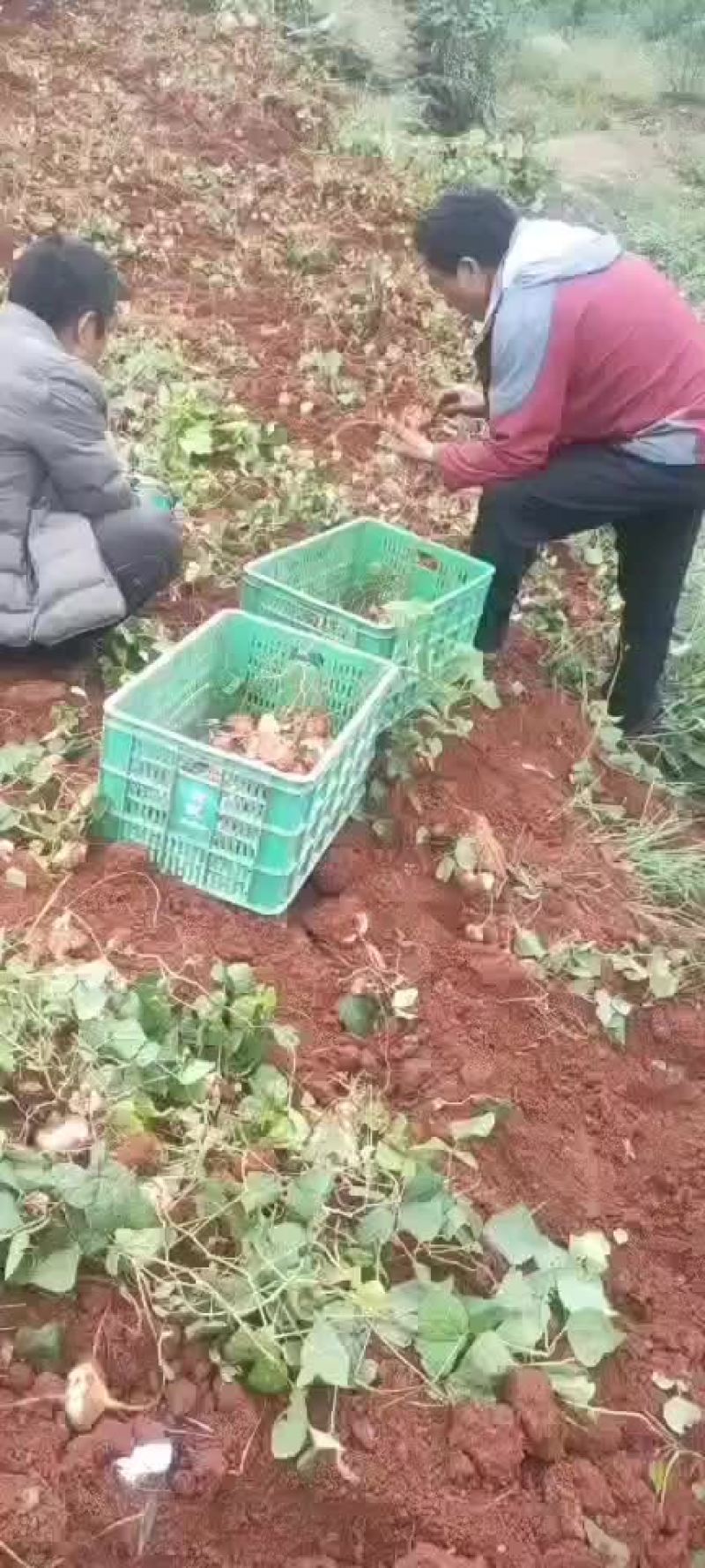 里庄地瓜