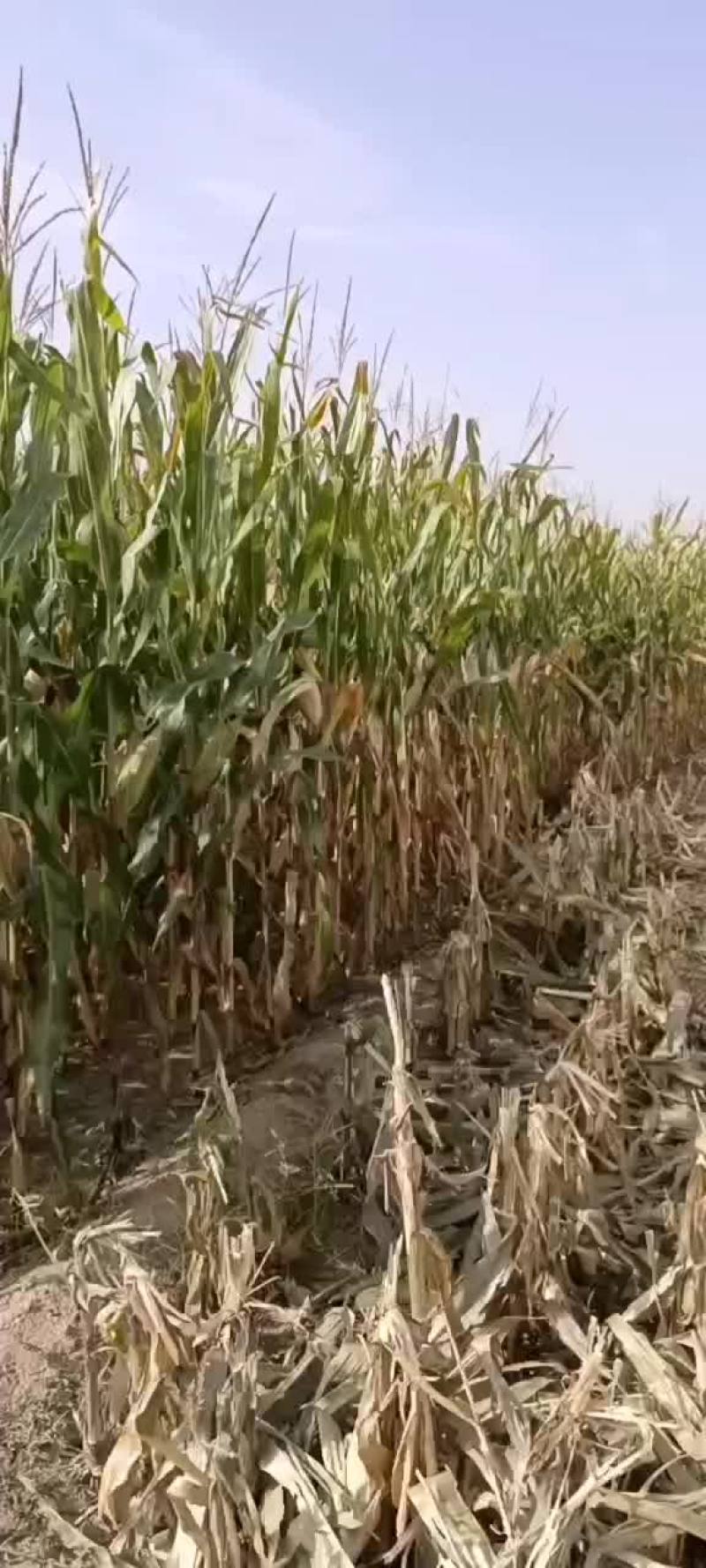 2022年宁夏黄河水灌溉优质土地