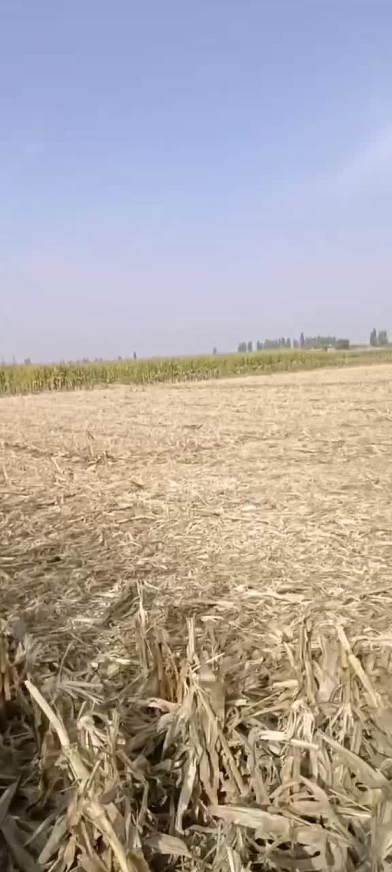 2022年宁夏黄河水灌溉优质土地
