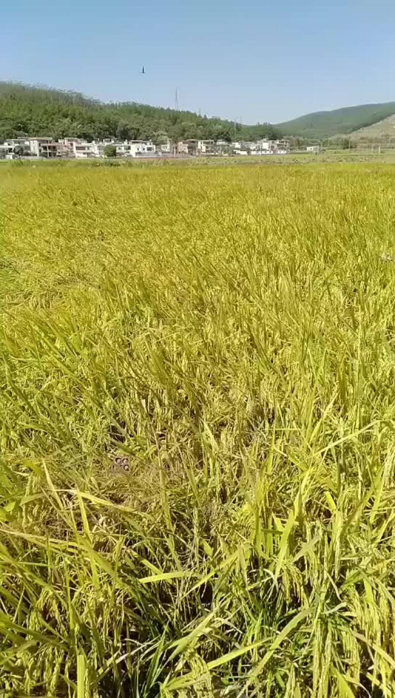 马坝美香粘油粘米