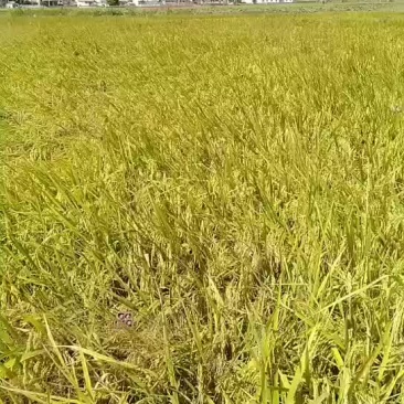 马坝美香粘油粘米