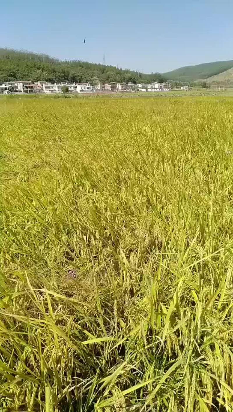 马坝美香粘油粘米