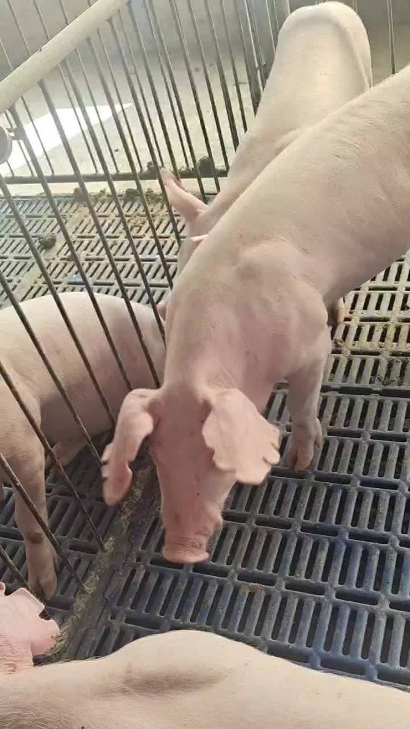 长白母猪公猪