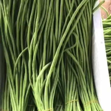 湛江长豆角上市中