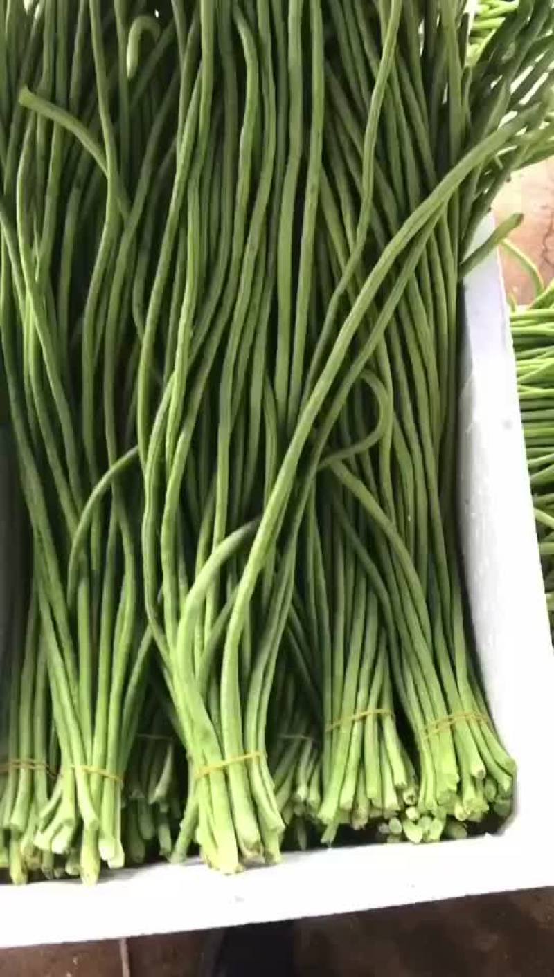湛江长豆角上市中