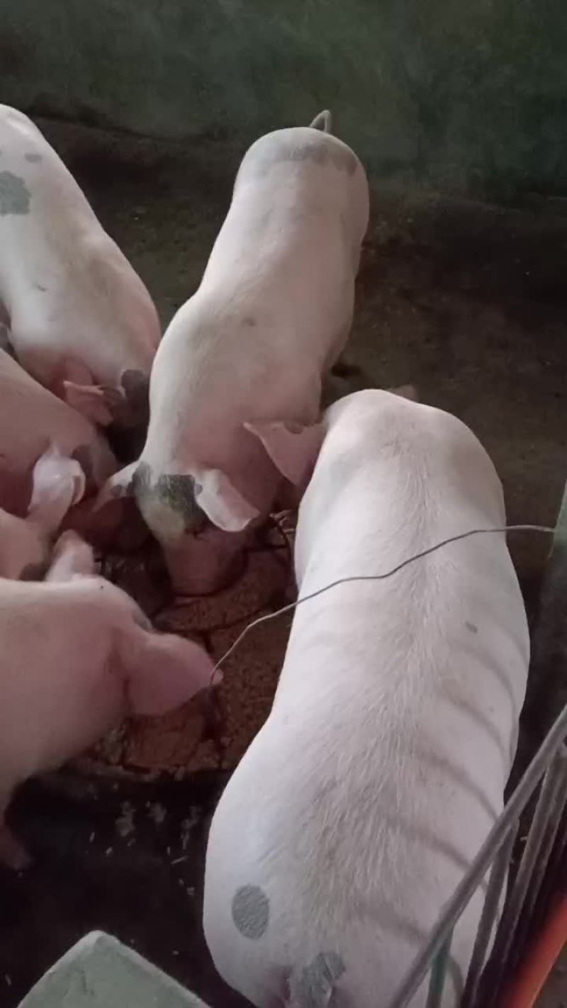 大中小猪！