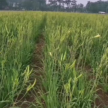 精品黄花菜种苗现起现种质量好