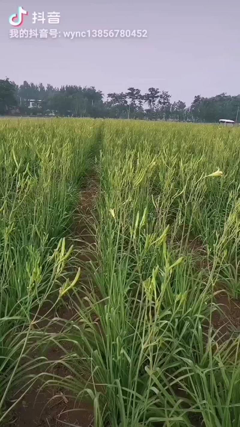 精品黄花菜种苗现起现种质量好