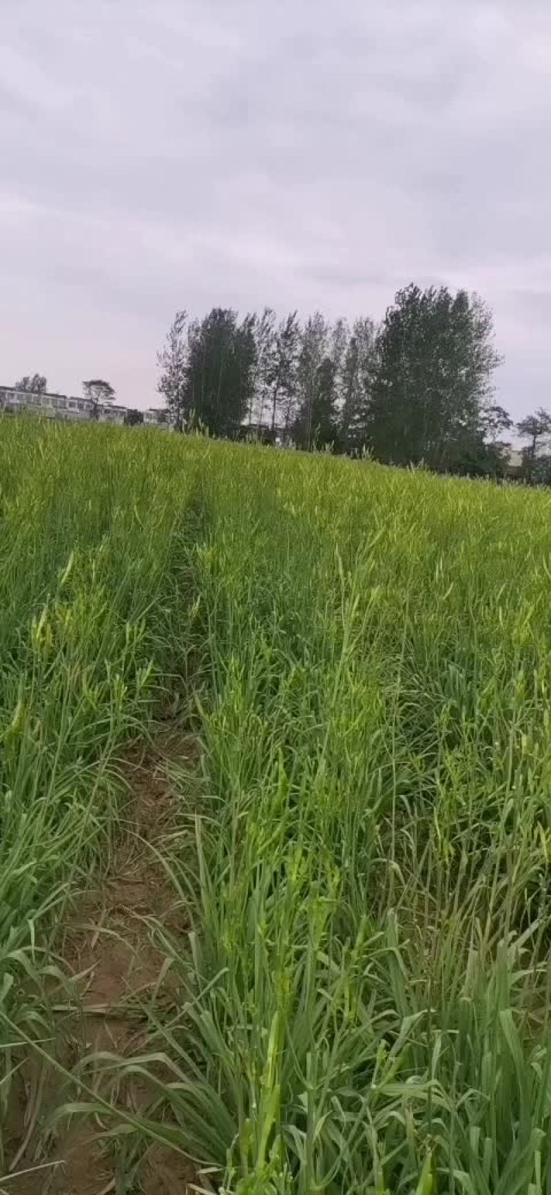 精品黄花菜种苗现起现种质量好