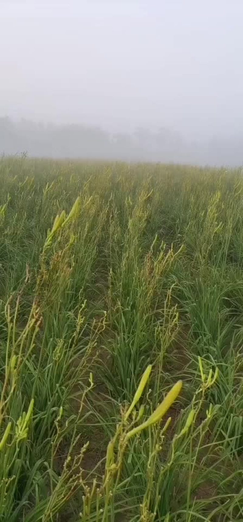 精品黄花菜种苗现起现种质量好