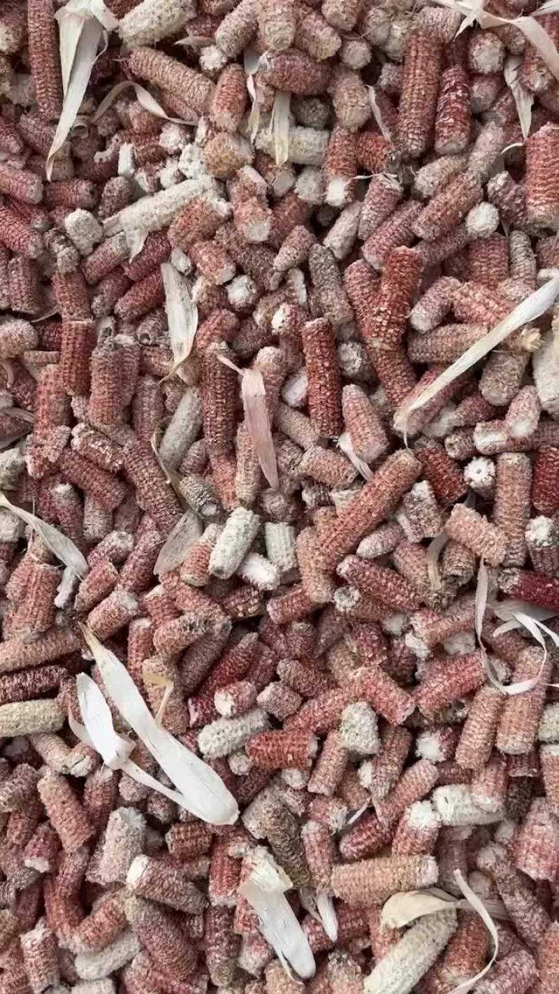 玉米芯10000吨