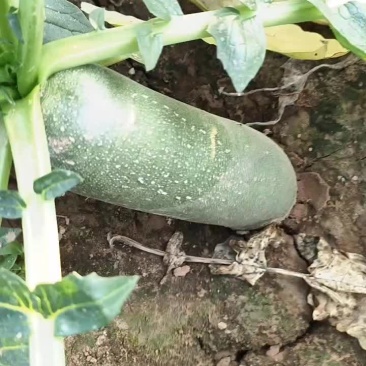 天津沙窝水果萝卜大量上市中