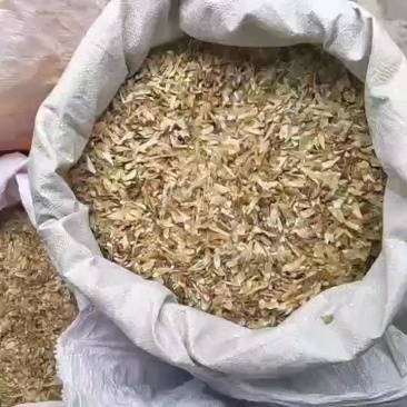 金钱松种子，