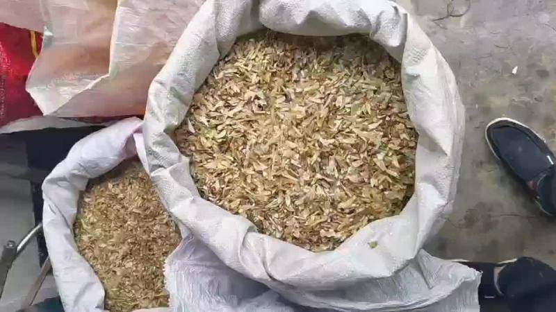 金钱松种子，