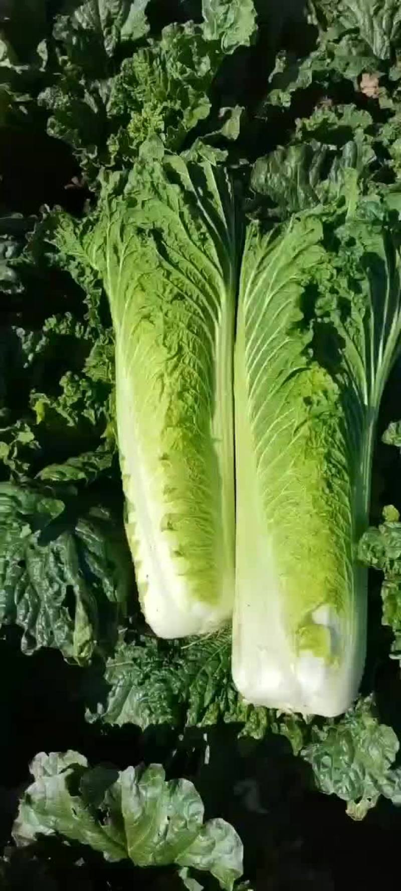 大量供应