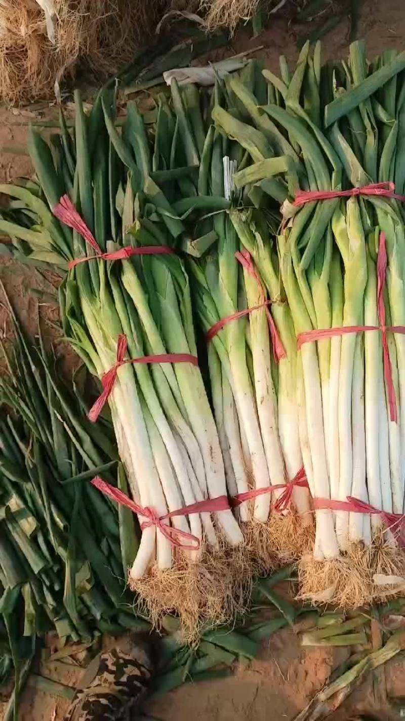 大葱有货要的老板联系
