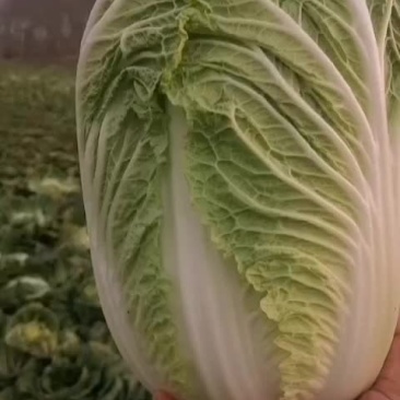 黄心白菜