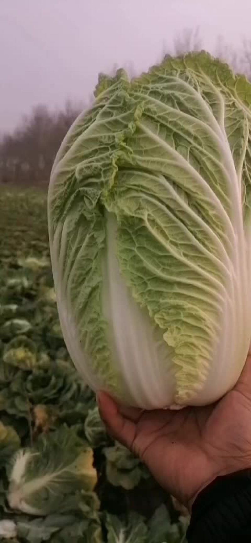 黄心白菜