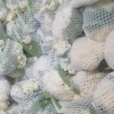 精品菜花大量上市中有需要的联系