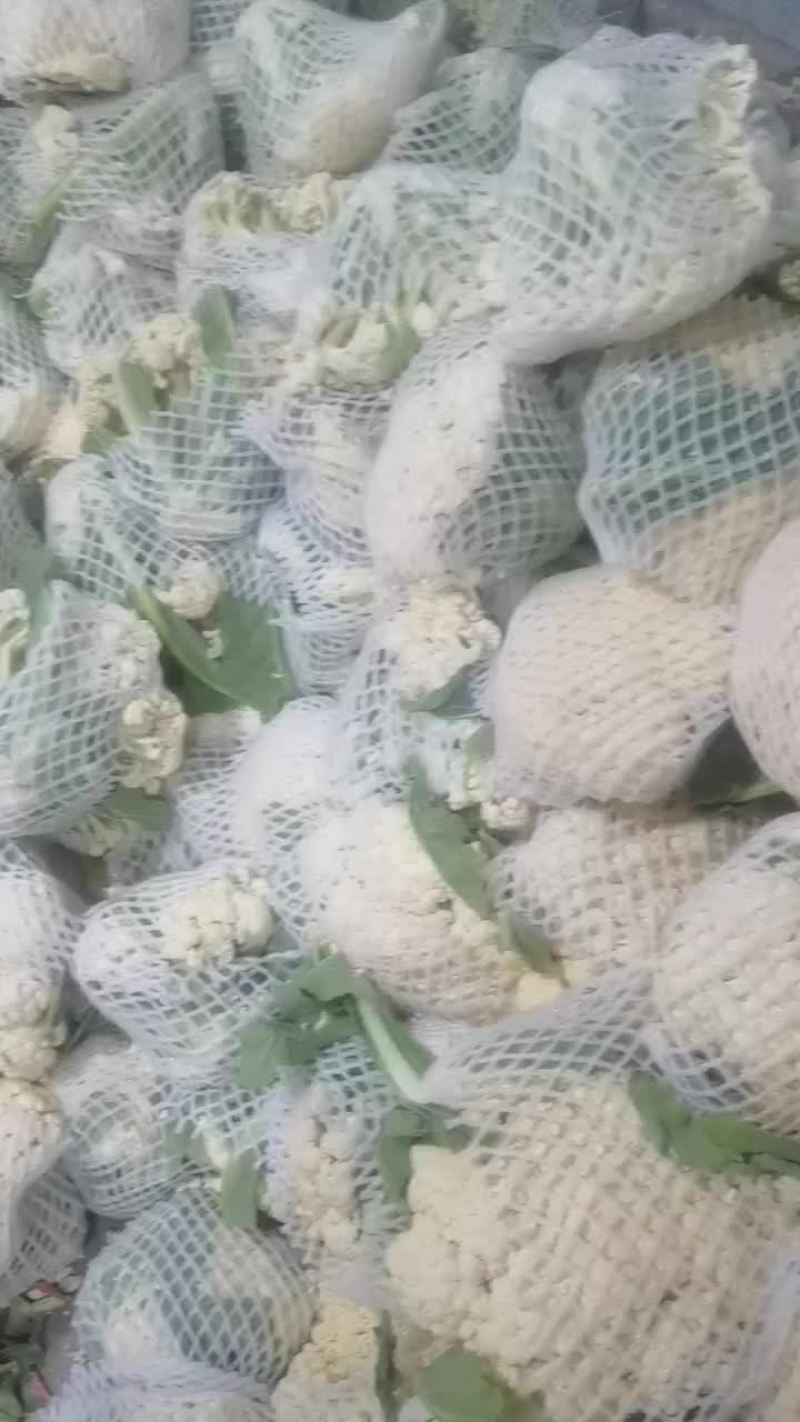 精品菜花大量上市中有需要的联系