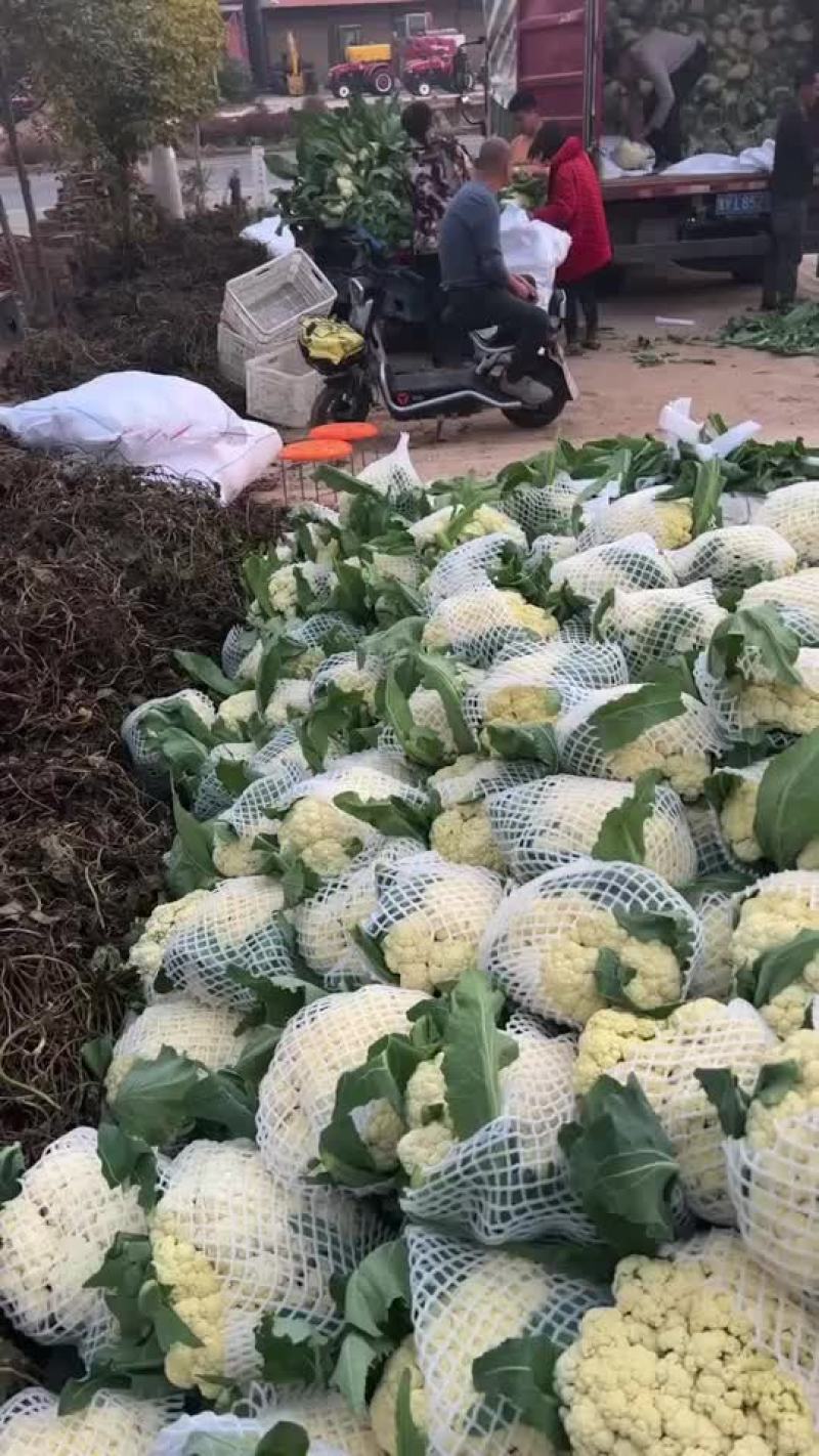 松花菜