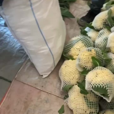 松花菜
