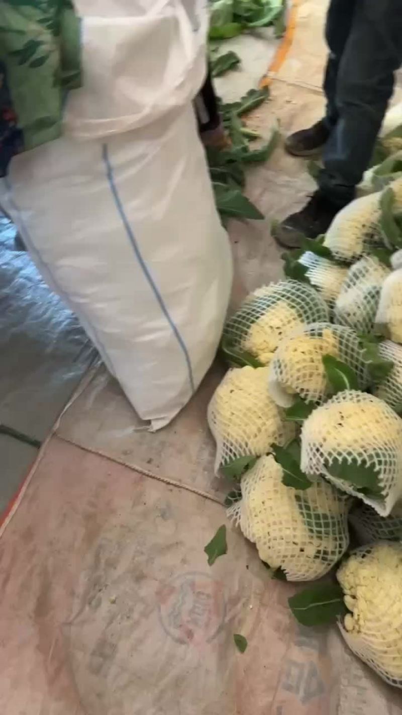 松花菜