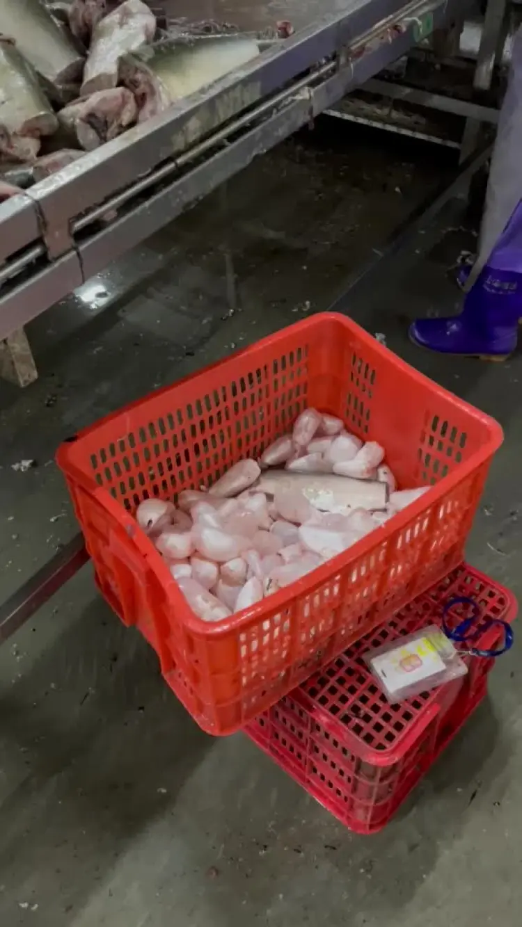 鱼鳔批发]鲜鱼泡/鲜鱼鳔/鱼胶/鲢鱼泡/鲤鱼泡/鱼肚/鱼籽工厂批发价格26.00元/斤- 一亩田