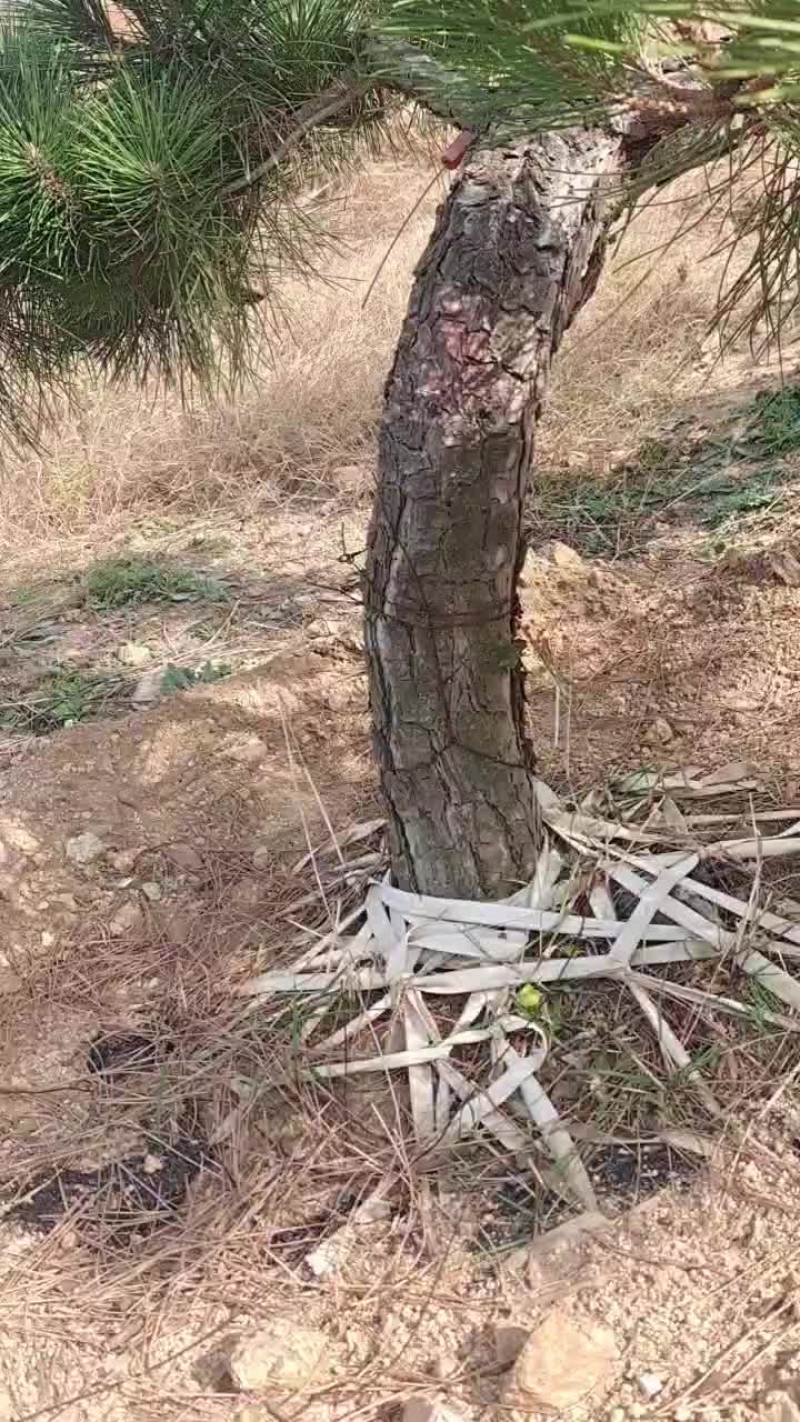 黑松邻水