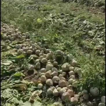 芥菜疙瘩