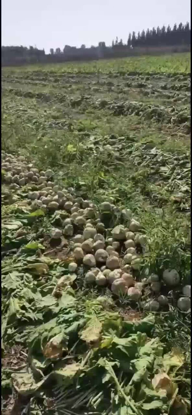 芥菜疙瘩