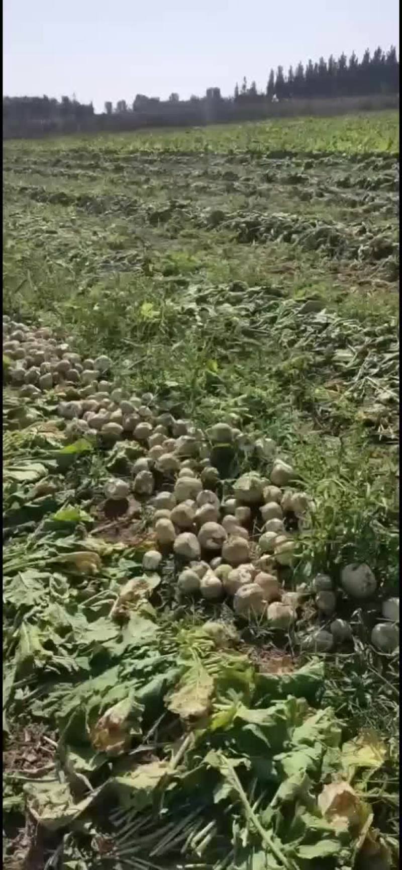 芥菜疙瘩