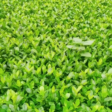 大叶栀子花一手货源无中间商赚差价欢迎电联