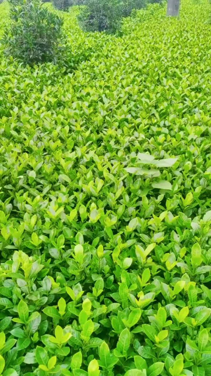 大叶栀子花一手货源无中间商赚差价欢迎电联