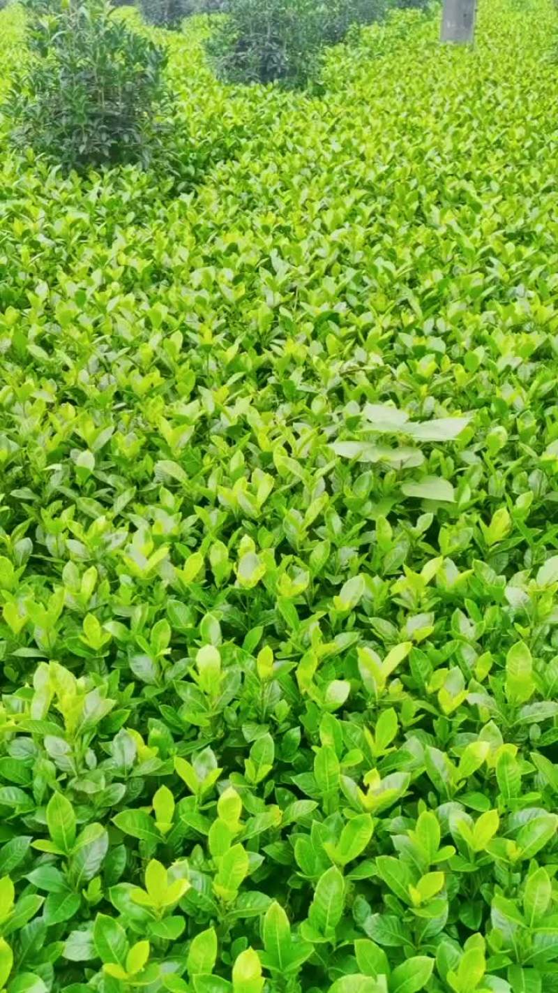 大叶栀子花一手货源无中间商赚差价欢迎电联