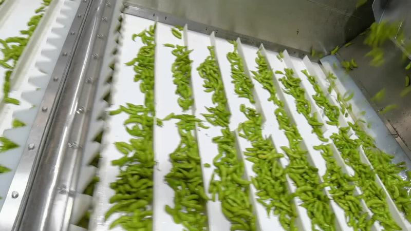 毛豆福建基地种植，一手货源，期待更多老板合作，协同共赢，