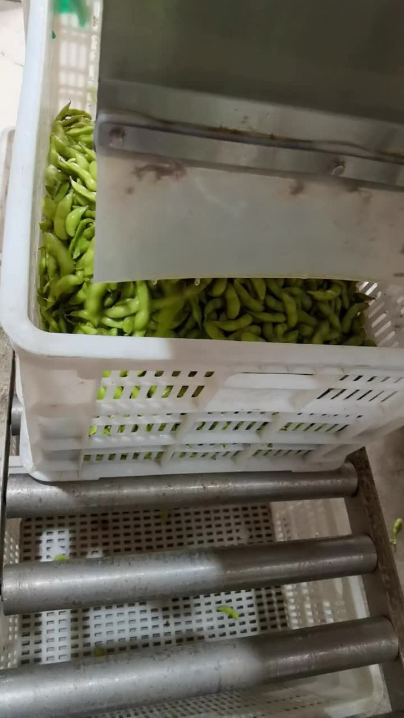 毛豆福建基地种植，一手货源，期待更多老板合作，协同共赢，