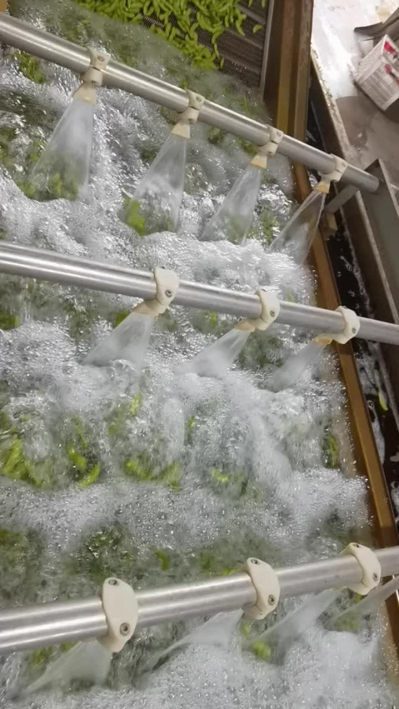 毛豆福建基地种植，一手货源，期待更多老板合作，协同共赢，